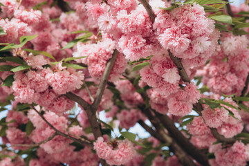 Spring Cherry blossoms in full bloom. Title header dimension image.