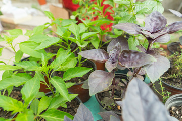 A selection of different young plants sold by a farmer at an outdoor market in Chisinau, Moldova. Promotion of urban gardening with easy to grow basil, thyme, marjoram, mint plants.