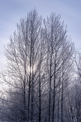 美しい美瑛の樹氷　北海道