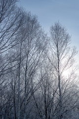 美しい美瑛の樹氷　北海道