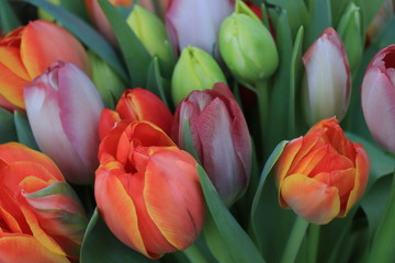 Red and orange tulips