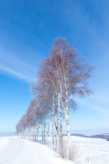 Obraz na płótnie Canvas 美しい美瑛の樹氷　北海道