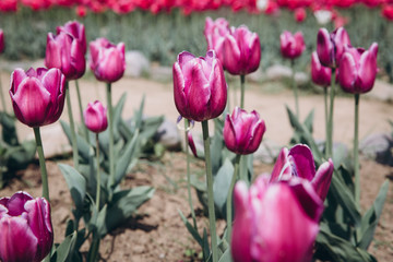 Violet tulips on the garden in Spring.