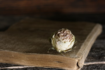 Dried flower bud of a rose on the cover of an old book on a dark background