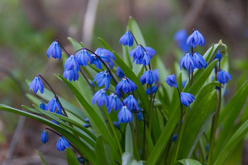 Blue primroses blooming in spring