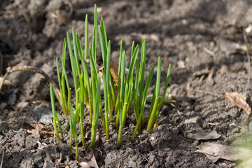 The first sprouts of flowers in spring