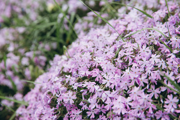 Spring purple violet flowers in nature