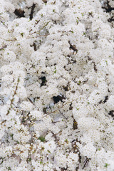 Spring seasonal background with white flowers, natural easter floral image with copy space