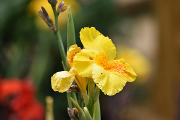 A Natural Flower In Outdoor Garden