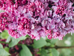 Lilac blossom in spring scene. Blooming vionet flowers with copy space