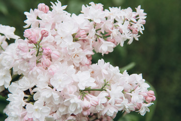 Lilac blossom in spring scene. Blooming flowers.