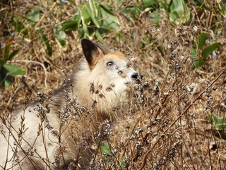 ニホンカモシカ