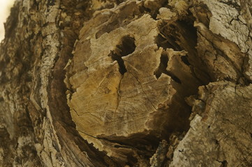 A close-up view of the old tree pocket