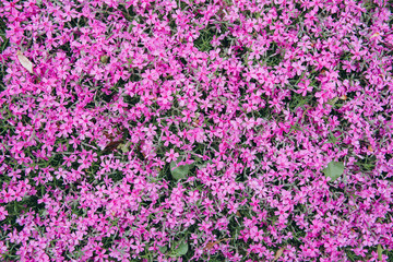 Spring small purple violet flowers in botanical garden, top view