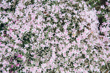 Fototapeta premium Spring purple pink flowers in botanical garden, top view