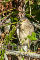 Black Crowned Night Heron Perched in a Florida Marsh