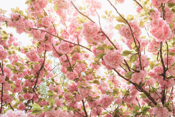 Beautiful early spring cherry blossoms in soft light. Abstract and flat lay composition.