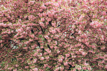 Spring Cherry blossoms in full bloom. Title header dimension image.