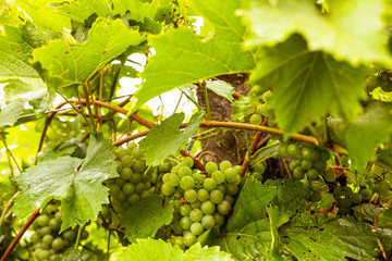 A bunch of green grapes. Sweet fruit widely used in food and alcohol industry. Natural background. 