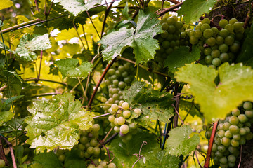 A bunch of green grapes. Sweet fruit widely used in food and alcohol industry. Natural background. 