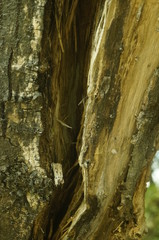 A close-up view of the old tree pocket