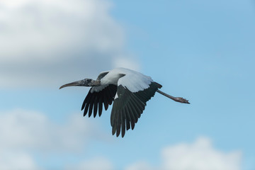 Adult Wood Stork flying to it's nest in a Florida Wetland