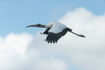 Adult Wood Stork flying to it's nest in a Florida Wetland