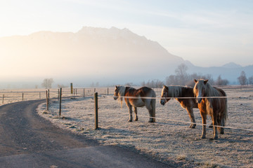Pferde Sonnenaufgang