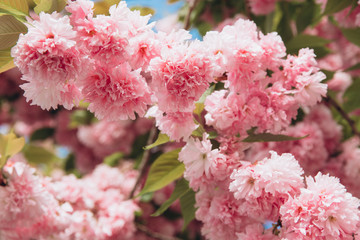 Beautiful pink cherry blossom flower at full bloom in Spring