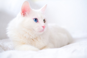 Fototapeta na wymiar White cat with different color eyes. Turkish angora. Van kitten with blue and green eye lies on white bed. Adorable domestic pets, heterochromia.