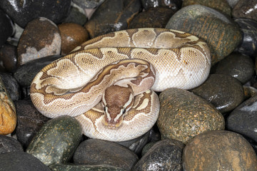 young Sugar Morph Ball Python on wet rocks