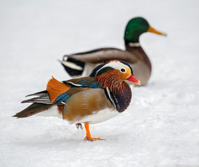 The mandarin duck (Aix galericulata) is a perching duck species native to East Asia.