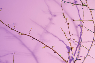 Selective focus of Spring tree brunch with buds and shadows on pink pastel background. Copy space, close up view. Greeting card.