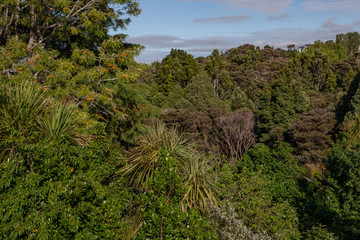 Tropical forest. Jungle. Auckland New Zealand