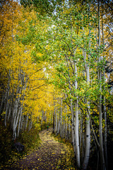 aspen forest in autumn