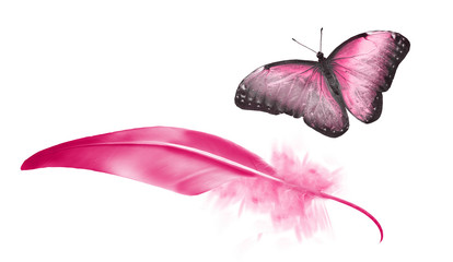 Beautiful color feather and butterfly isolated on white background