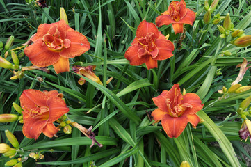 Irises blossom in the spring