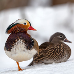 The mandarin duck (Aix galericulata) is a perching duck species native to East Asia.