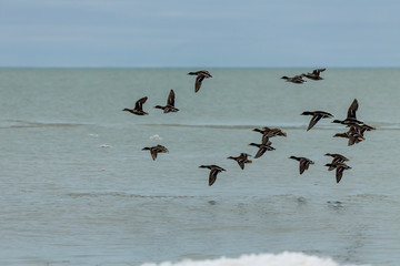 A Flock of Mallards flyight over lake Michigan