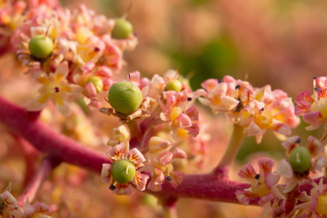 Mango flower blossoming with tidy fruit at organic orchard farm at Miyazaki Japan, Super Macro shot