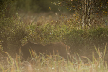 Wild boar (Sus scrofa) in summer, Poland, Europe