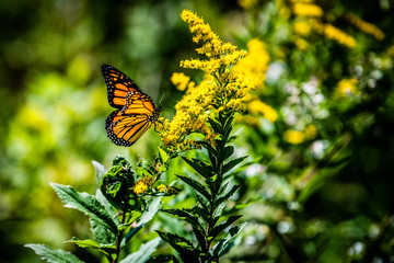 butterfly on a flower