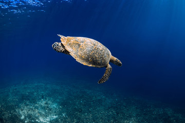 Green sea turtle swimming in deep blue sea