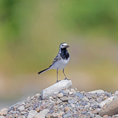 The white wagtail (Motacilla alba) is a small passerine bird in the family Motacillidae.