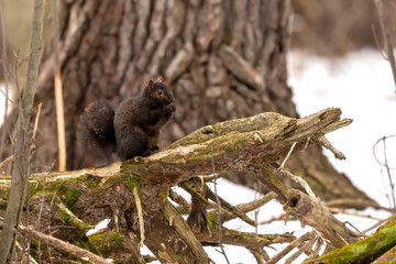 Squirrel. Eastern gray squirrel, dark form in a snowy forest, natural scene from wisconsin