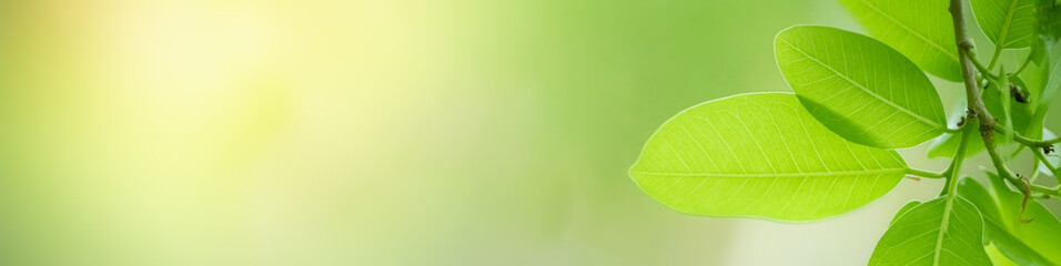 Nature of green leaf in garden at summer. Natural green leaves plants using as spring background cover page greenery environment ecology wallpaper