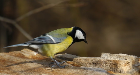 Great tit on branch background, Parus major