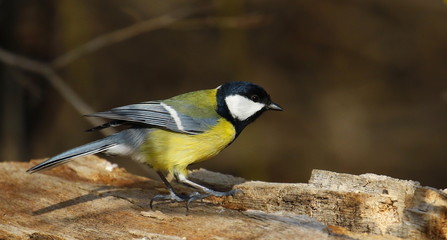 Great tit on branch background, Parus major