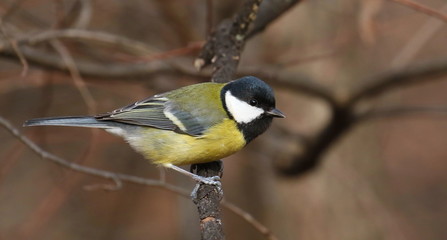 Great tit on branch background, Parus major