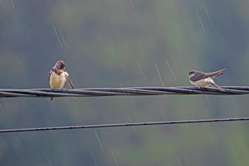 Сommon house martin (Delichon urbicum) sits on a wire in rainy weather. 